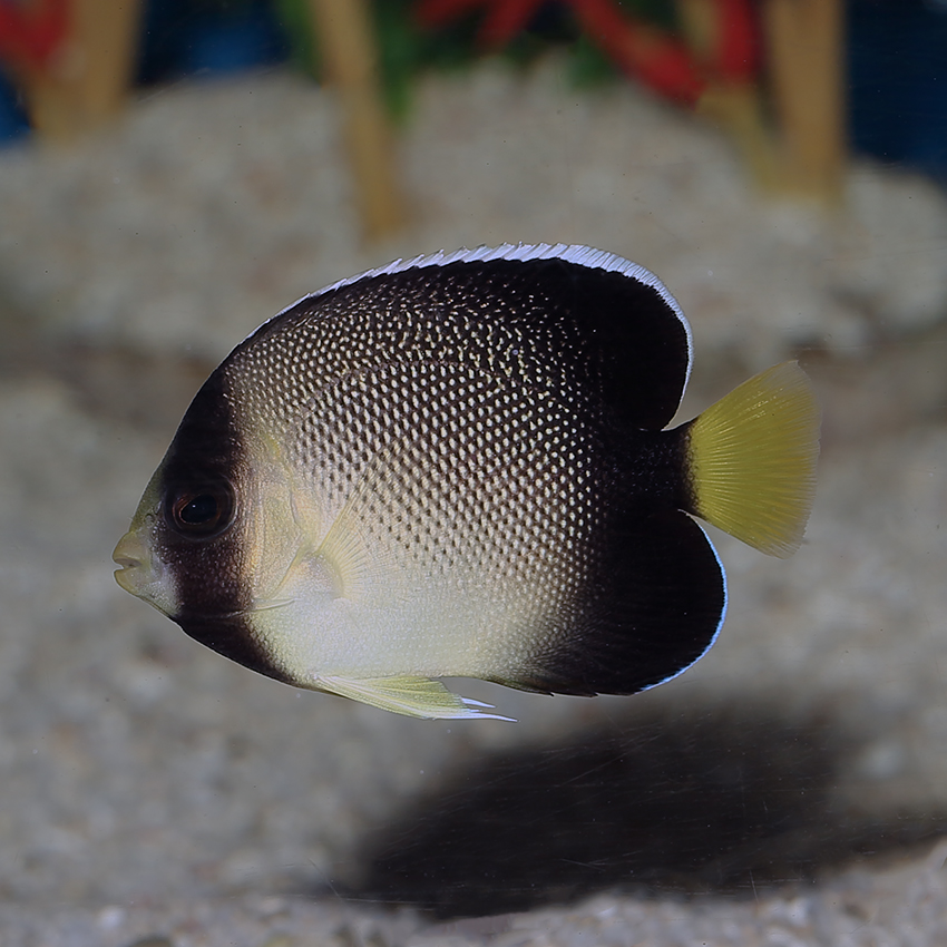 Sri Lankan ornamental fish