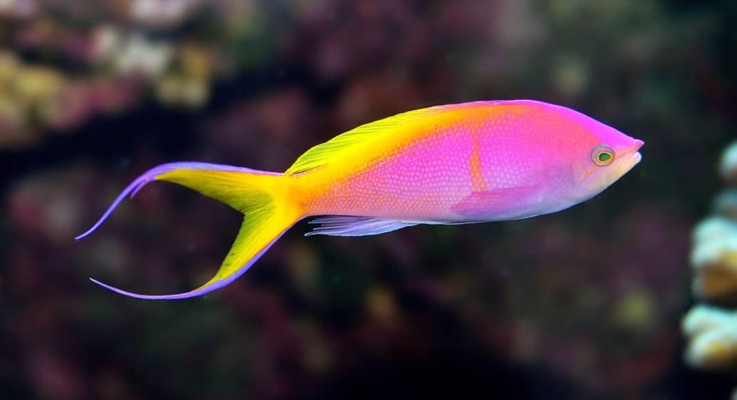 Sri Lankan ornamental fish