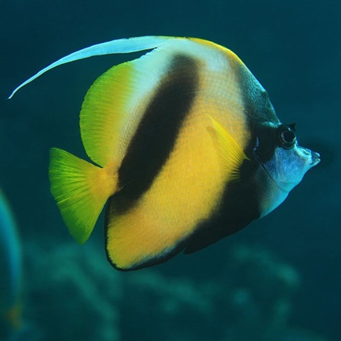 Sri Lankan ornamental fish