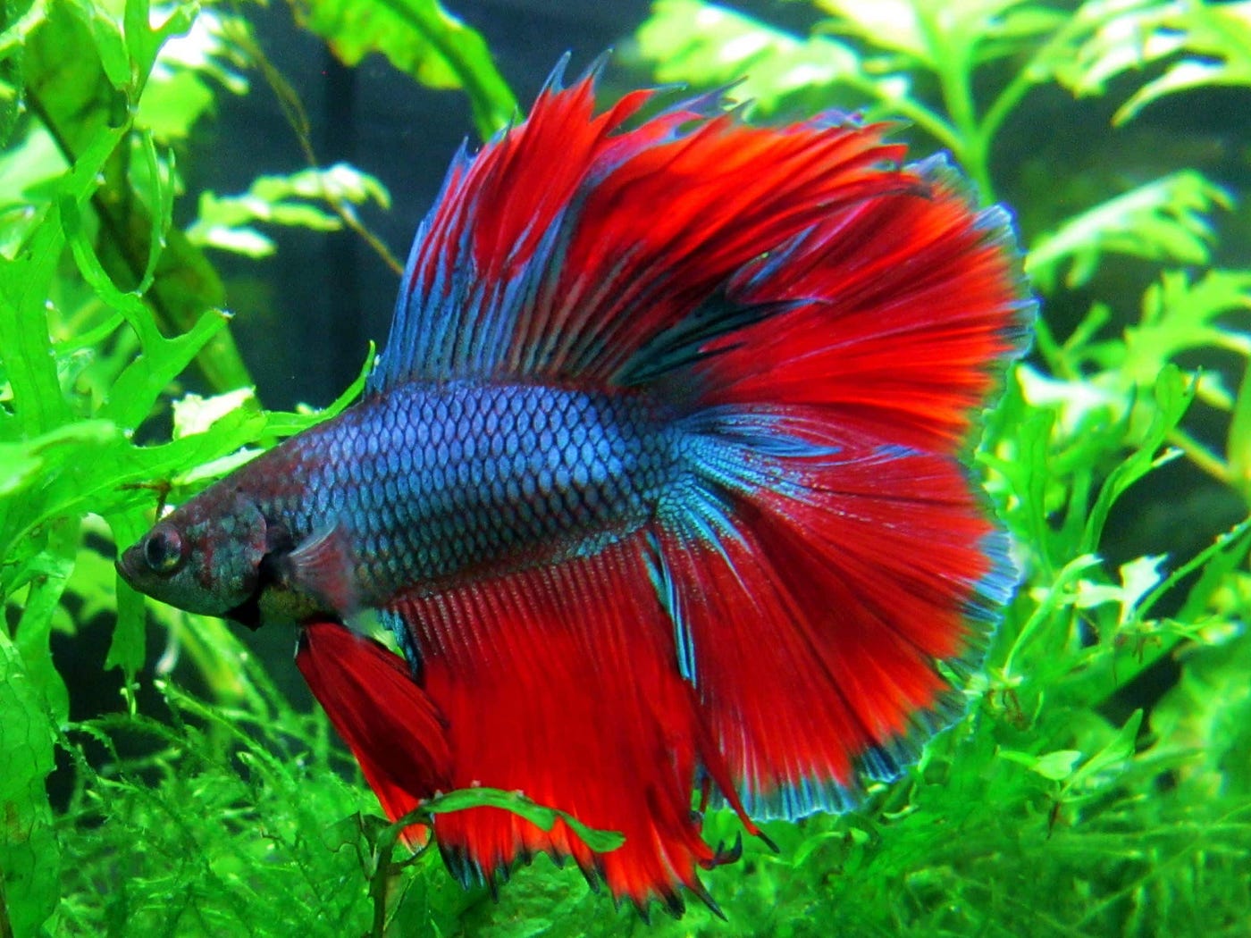 Aquarium ornamental fish export company in Sri Lanka