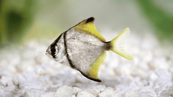 Sri Lankan ornamental fish