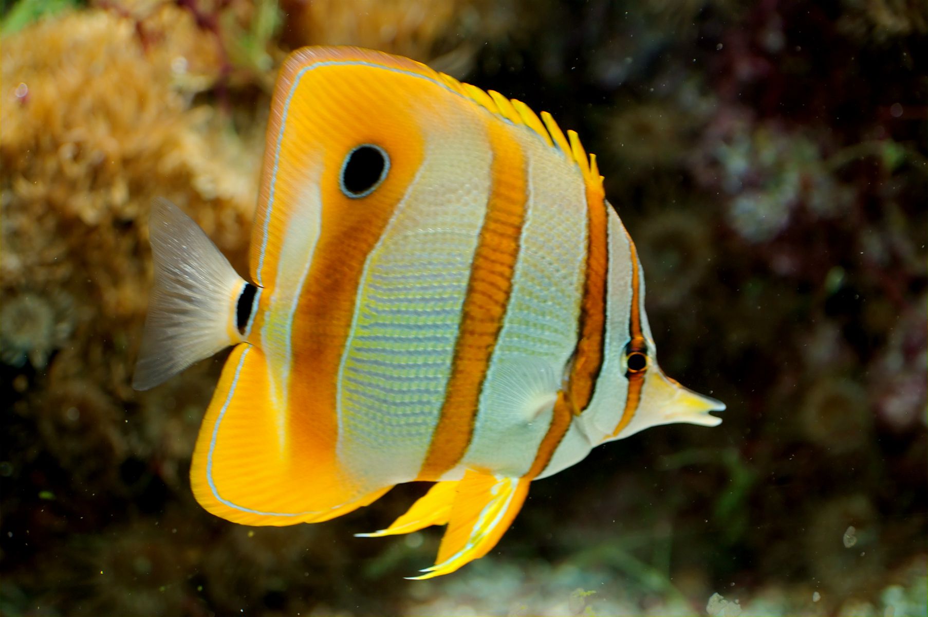 Sri Lankan ornamental fish