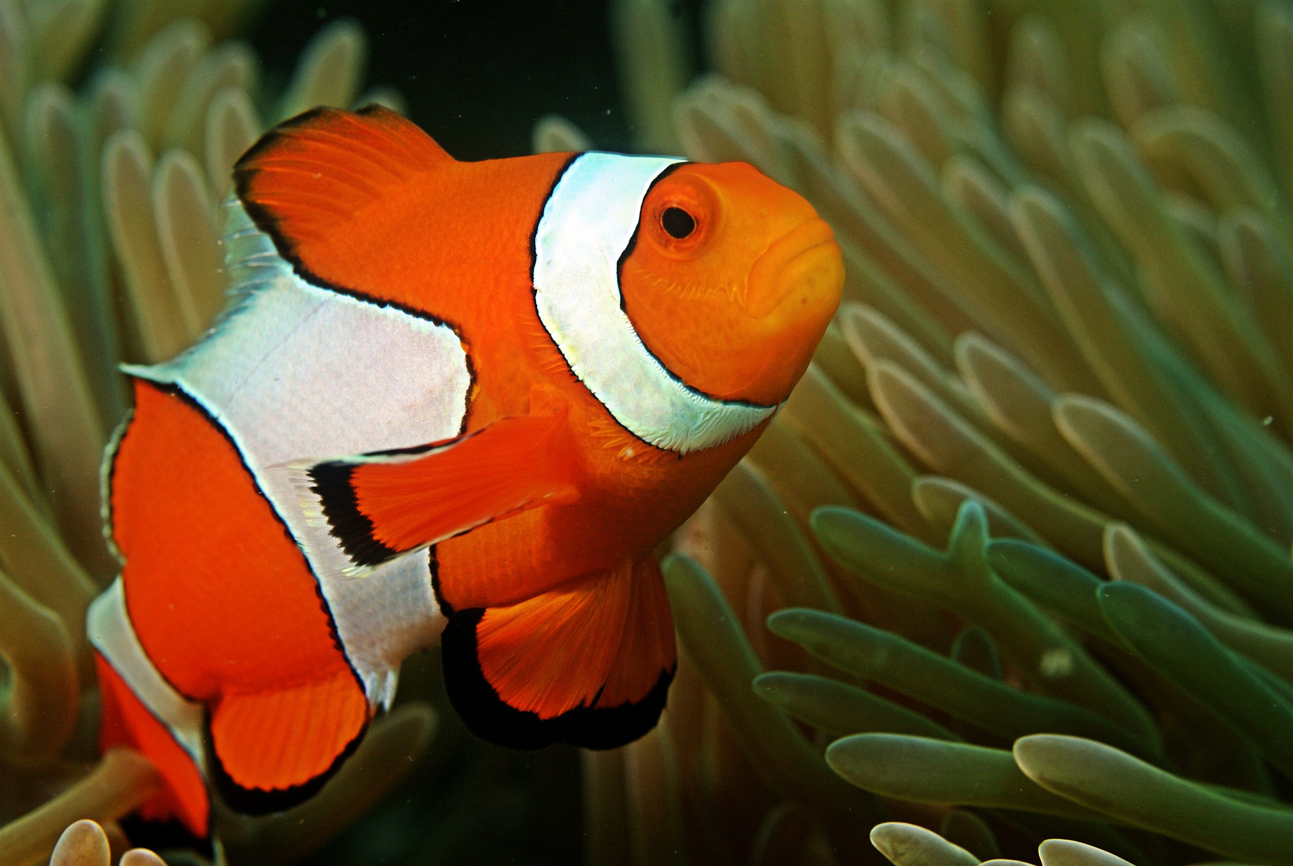 Sri Lankan ornamental fish