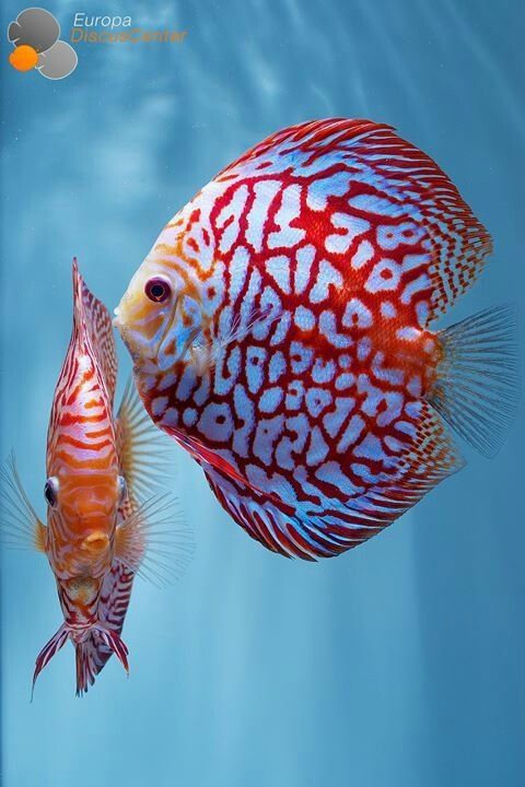 Aquarium ornamental fish export company in Sri Lanka
