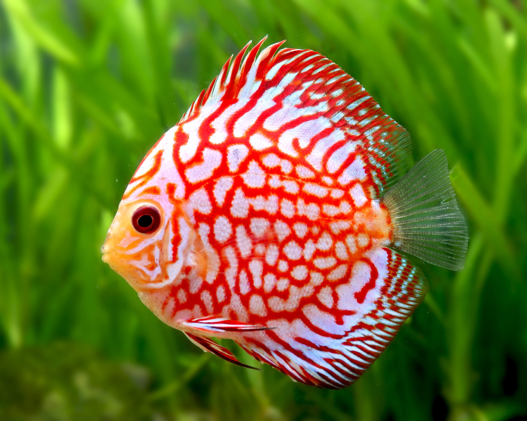 Sri Lankan ornamental fish