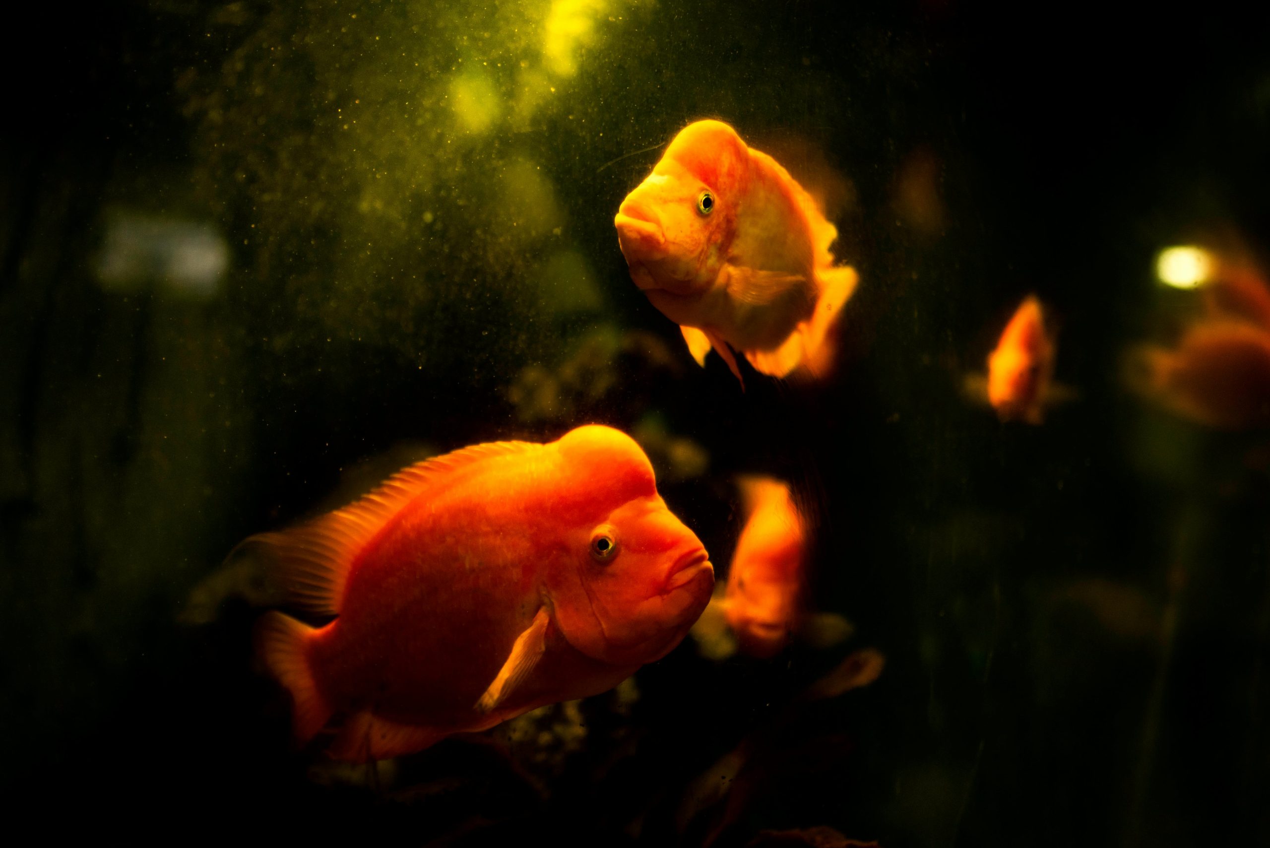 Aquarium ornamental fish export company in Sri Lanka