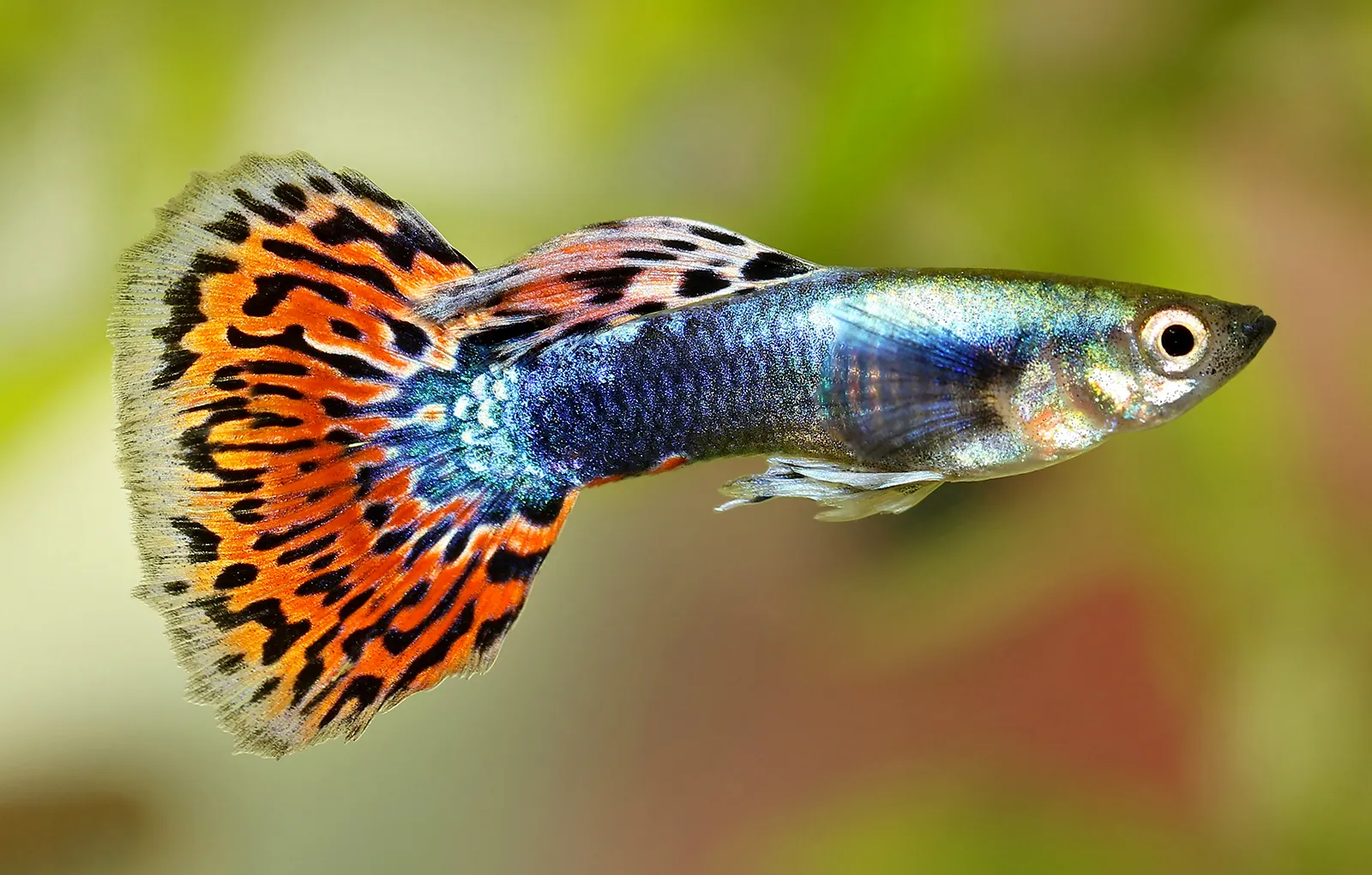 Aquarium ornamental fish export company in Sri Lanka