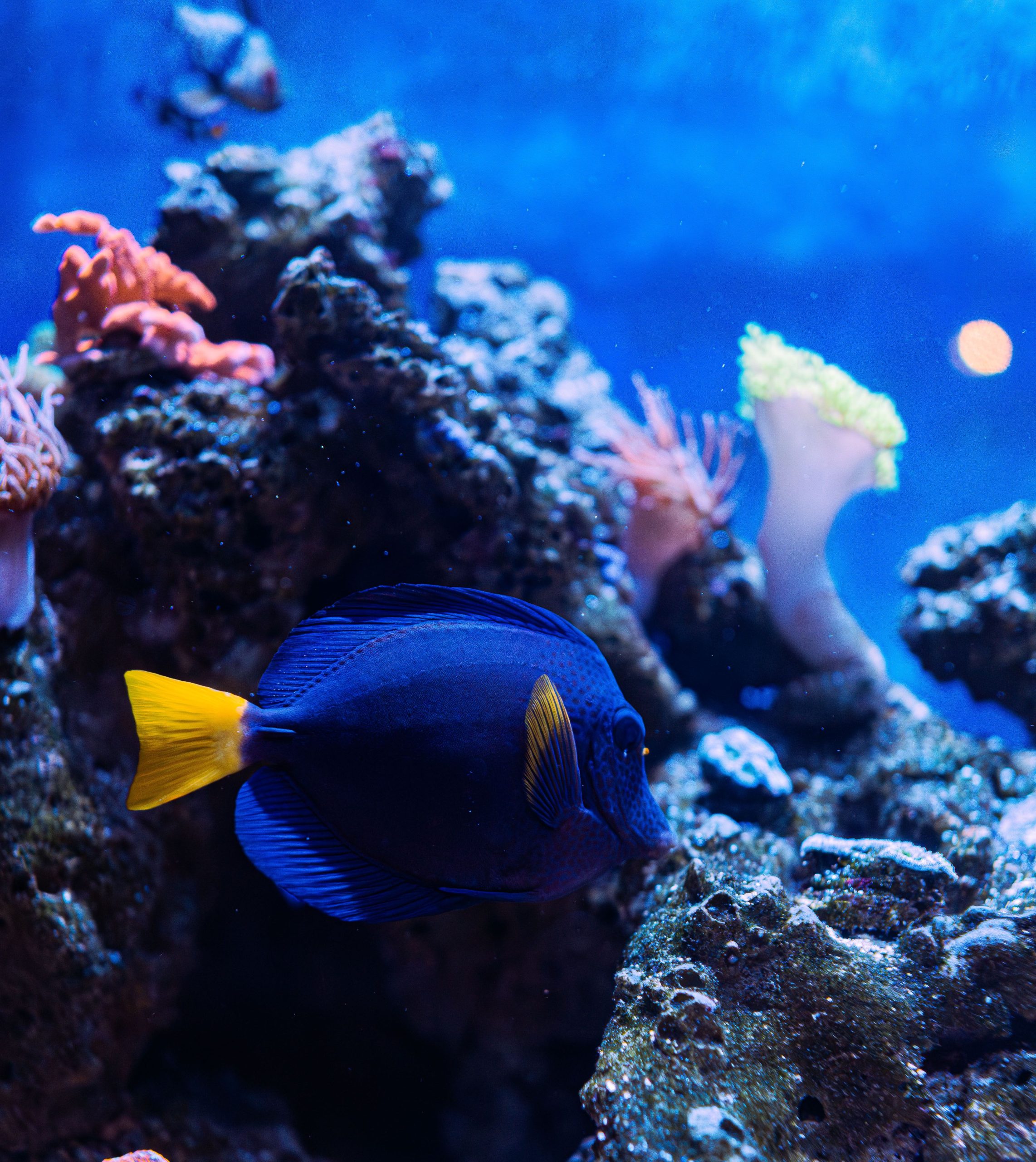 Aquarium ornamental fish export company in Sri Lanka