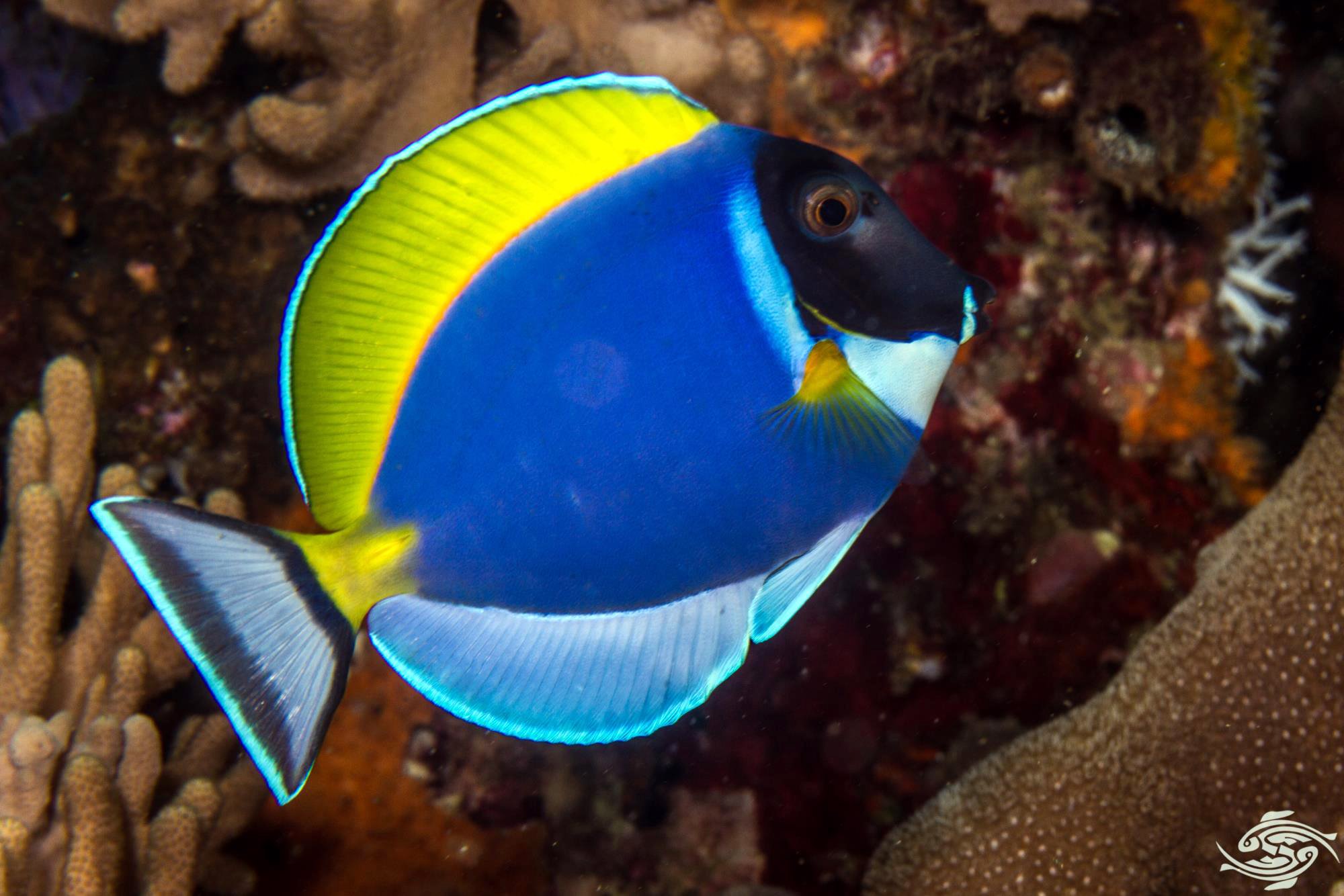 Sri Lankan ornamental fish