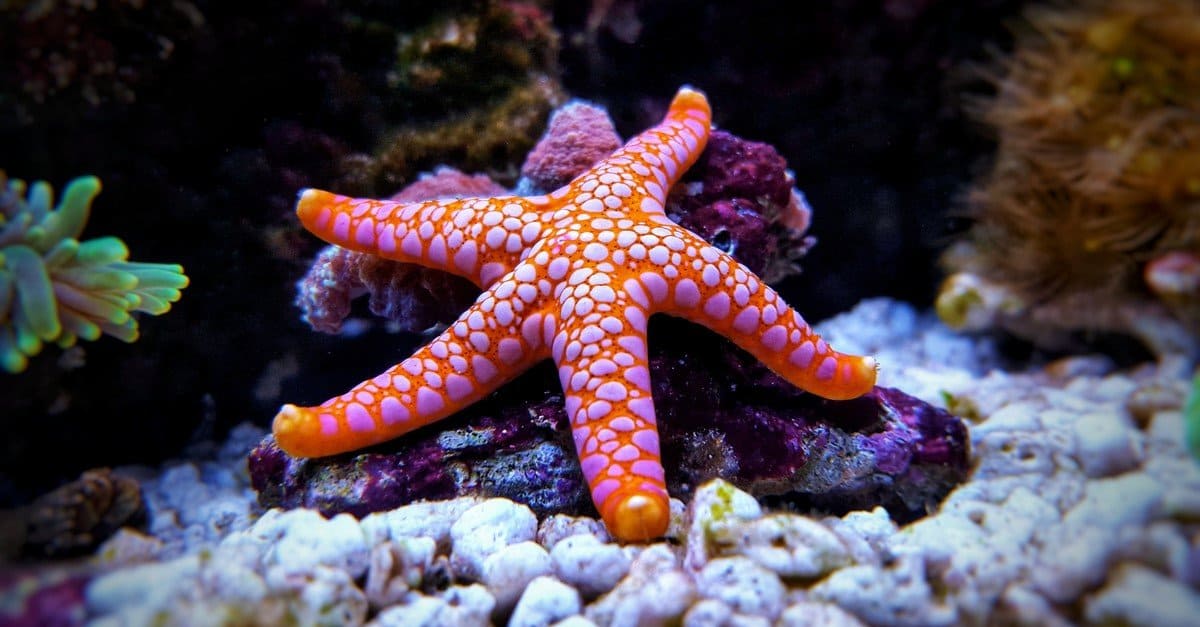 Sri Lankan ornamental fish