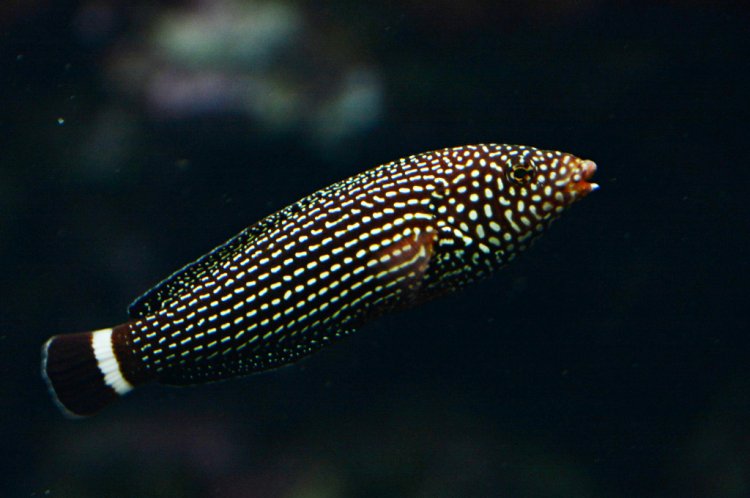 Sri Lankan ornamental fish