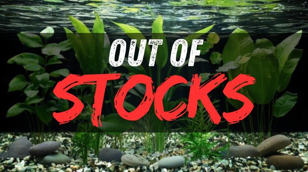 Sri Lankan ornamental fish